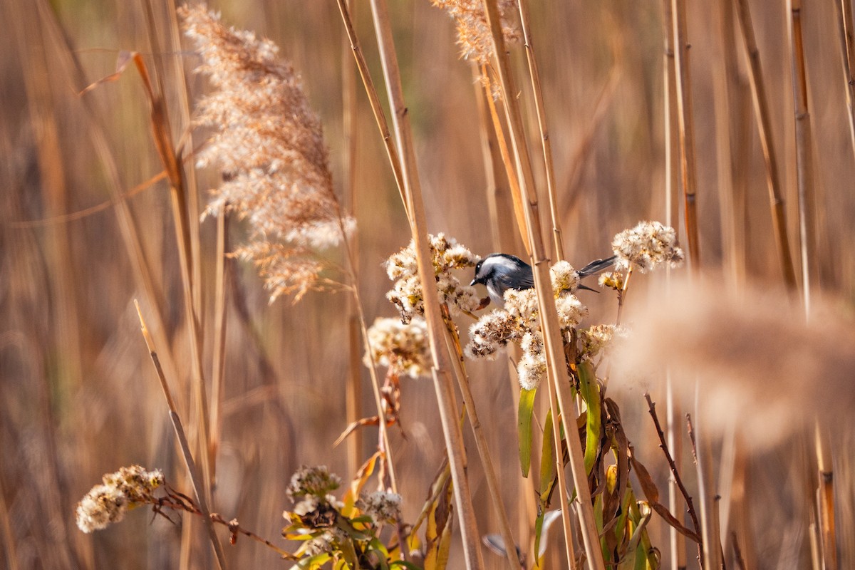 Black-capped Chickadee - ML626387726