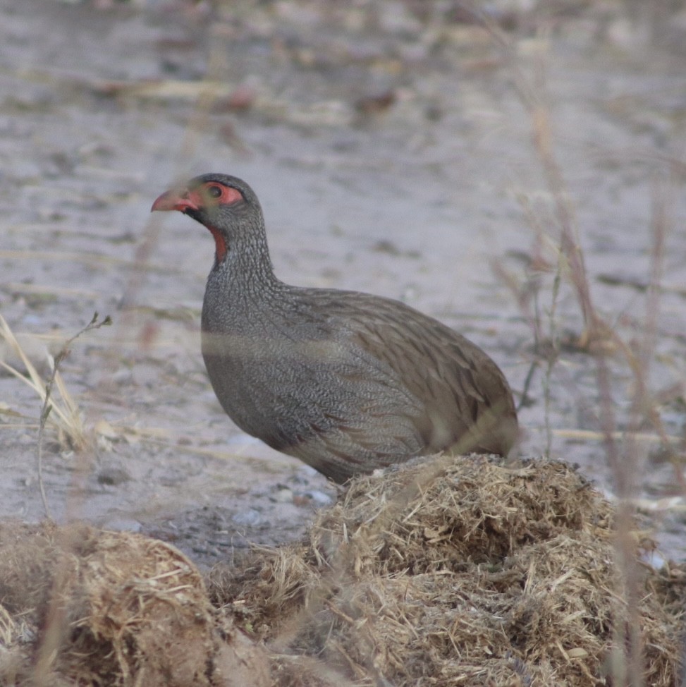 Red-necked Spurfowl (Cranch's) - ML626387741