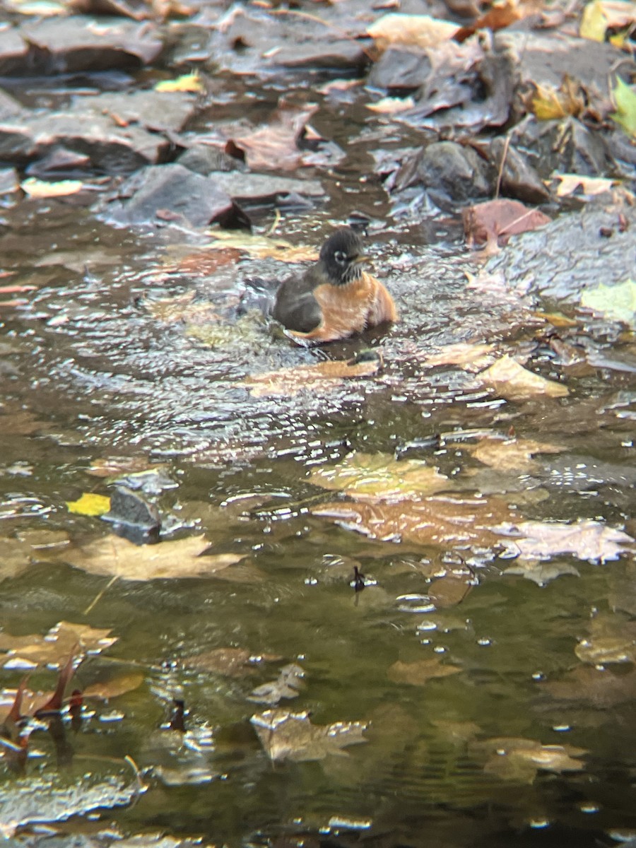 American Robin - ML626387885