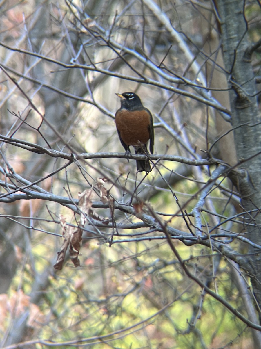 American Robin - ML626387886