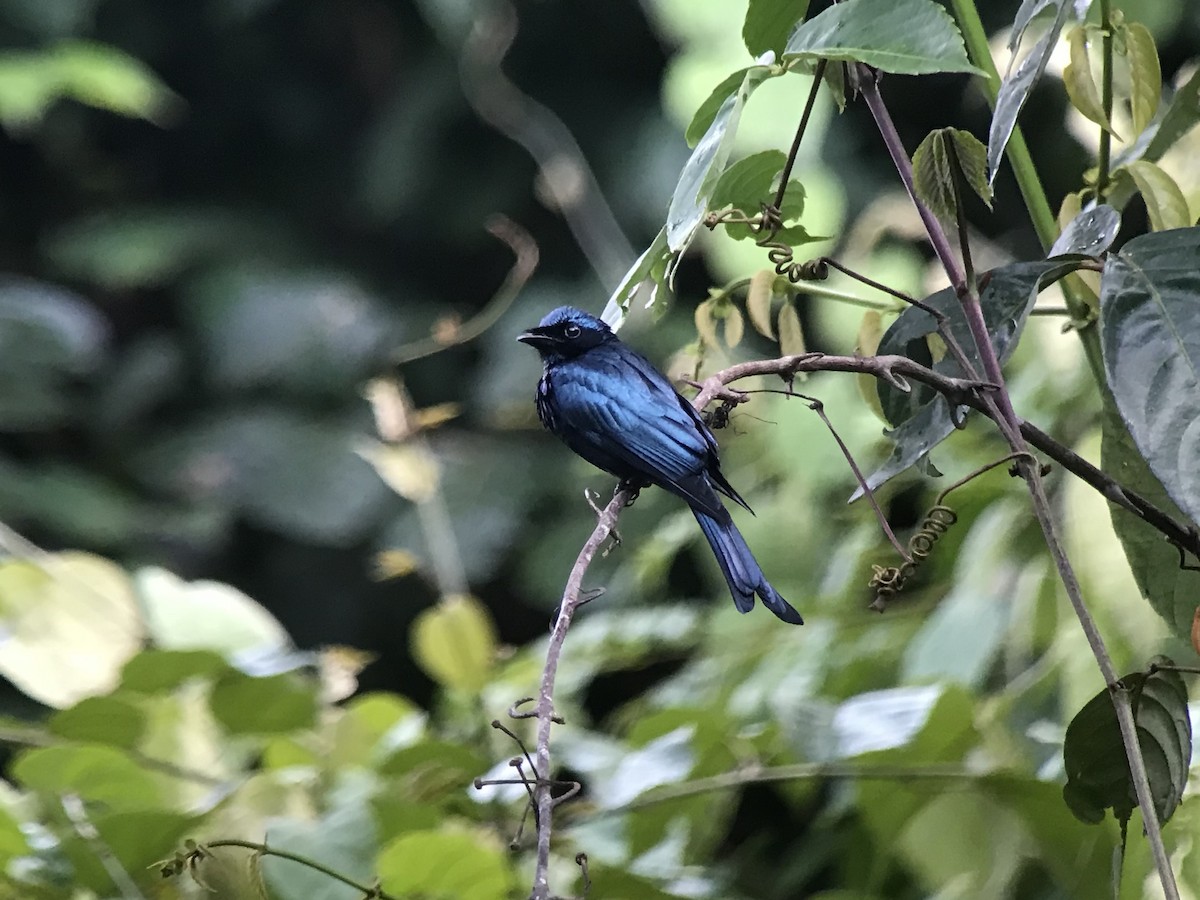 Bronzed Drongo - ML626387898