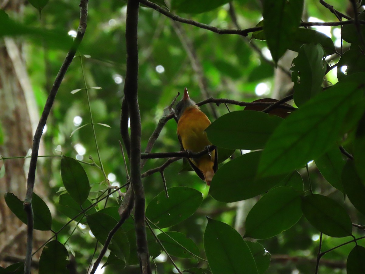 Citron-bellied Attila - ML626387992