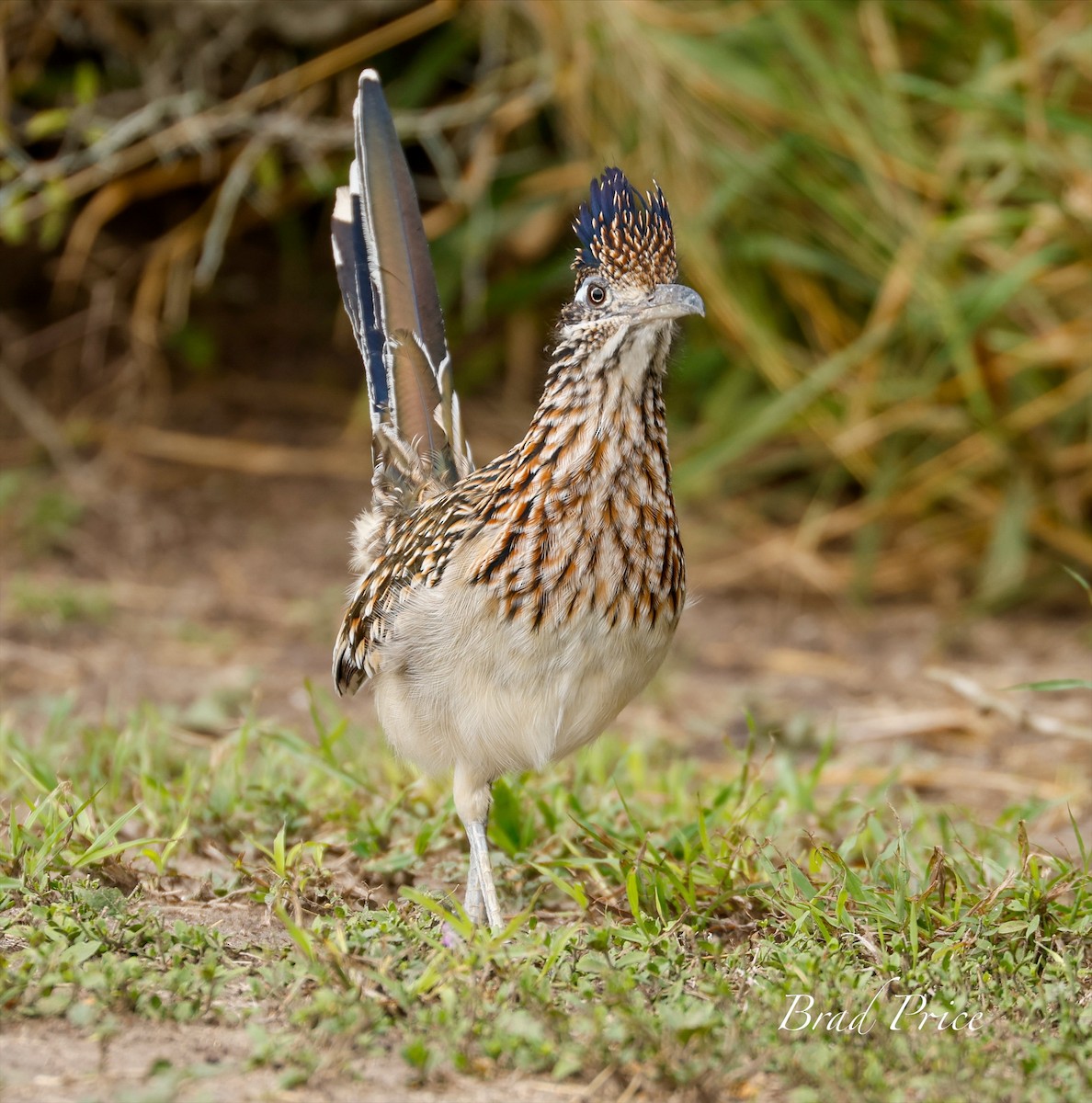 Greater Roadrunner - ML626388033