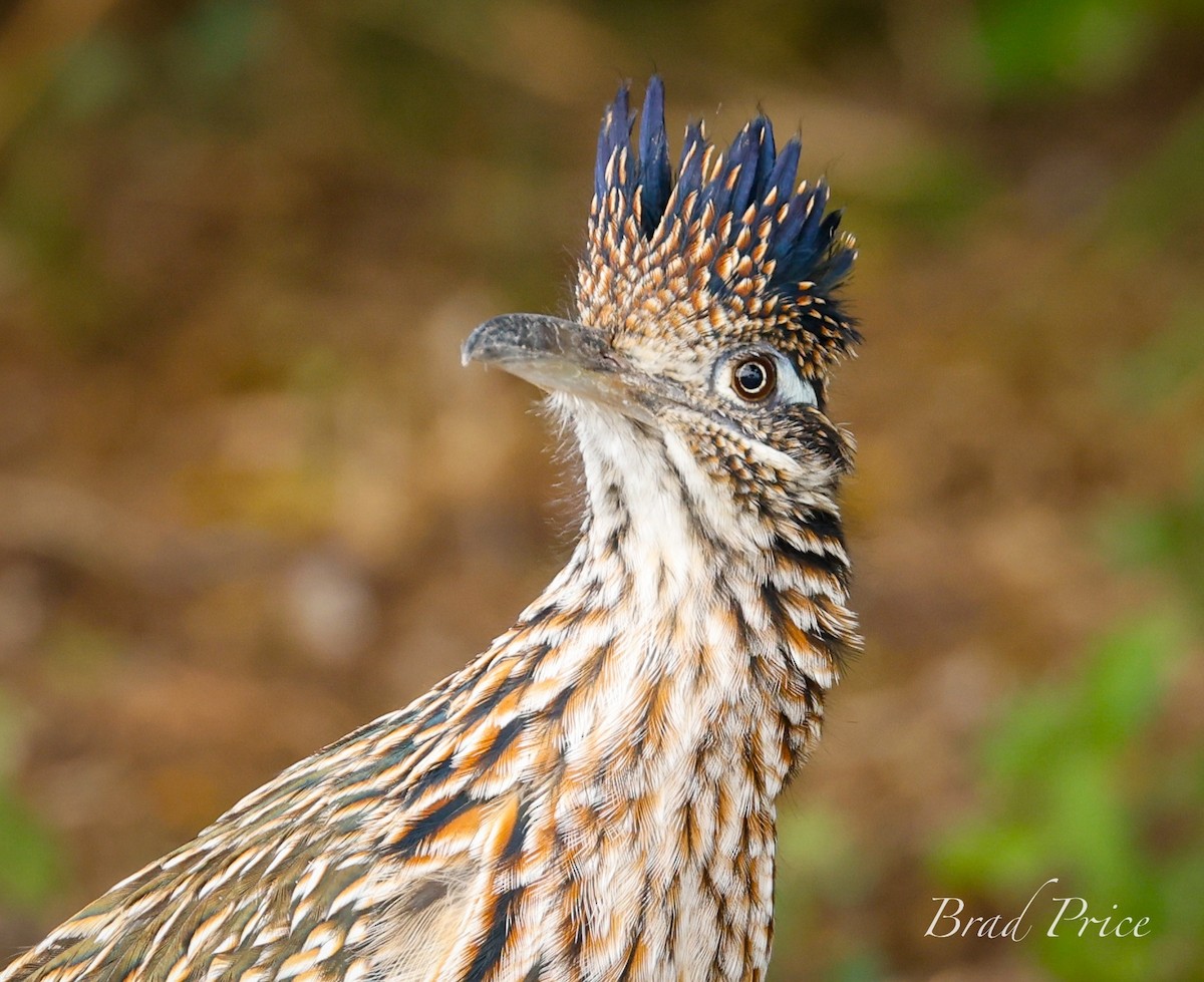 Greater Roadrunner - ML626388034