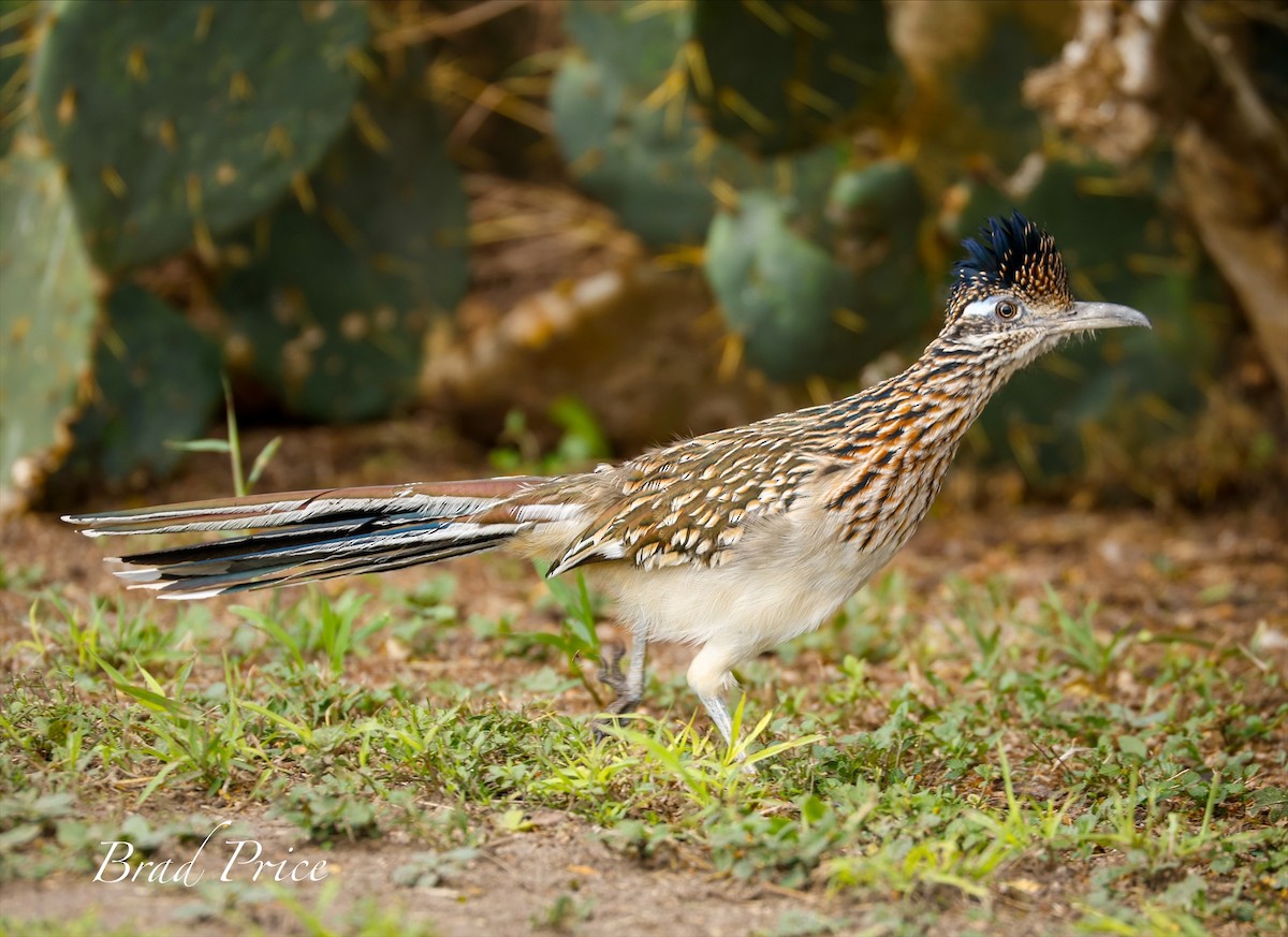 Greater Roadrunner - ML626388035