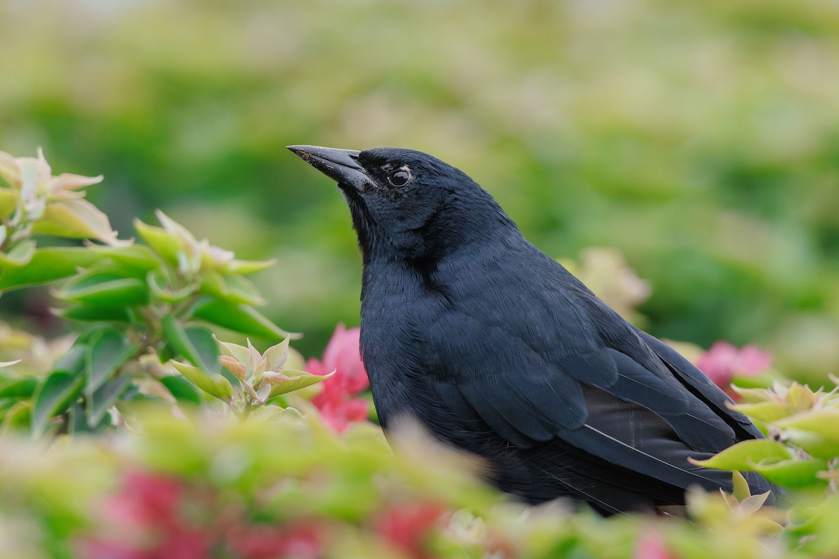 Scrub Blackbird - ML626388060