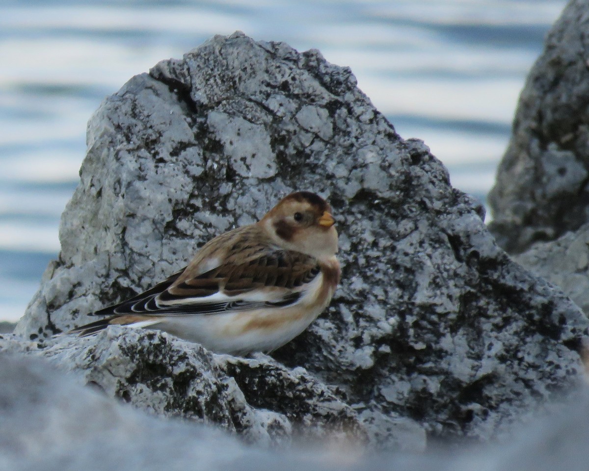 Snow Bunting - ML626388085