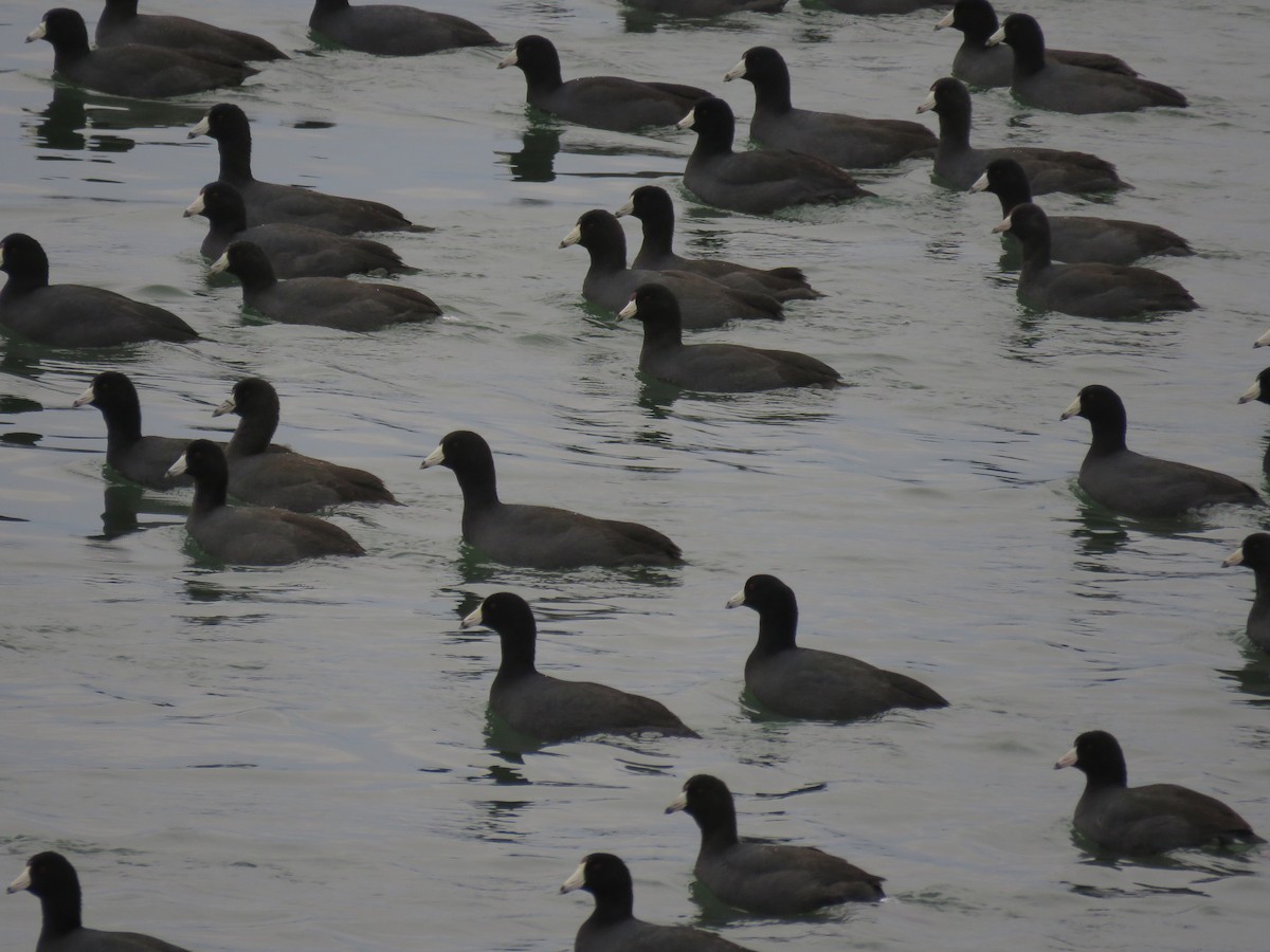 American Coot - ML626388198