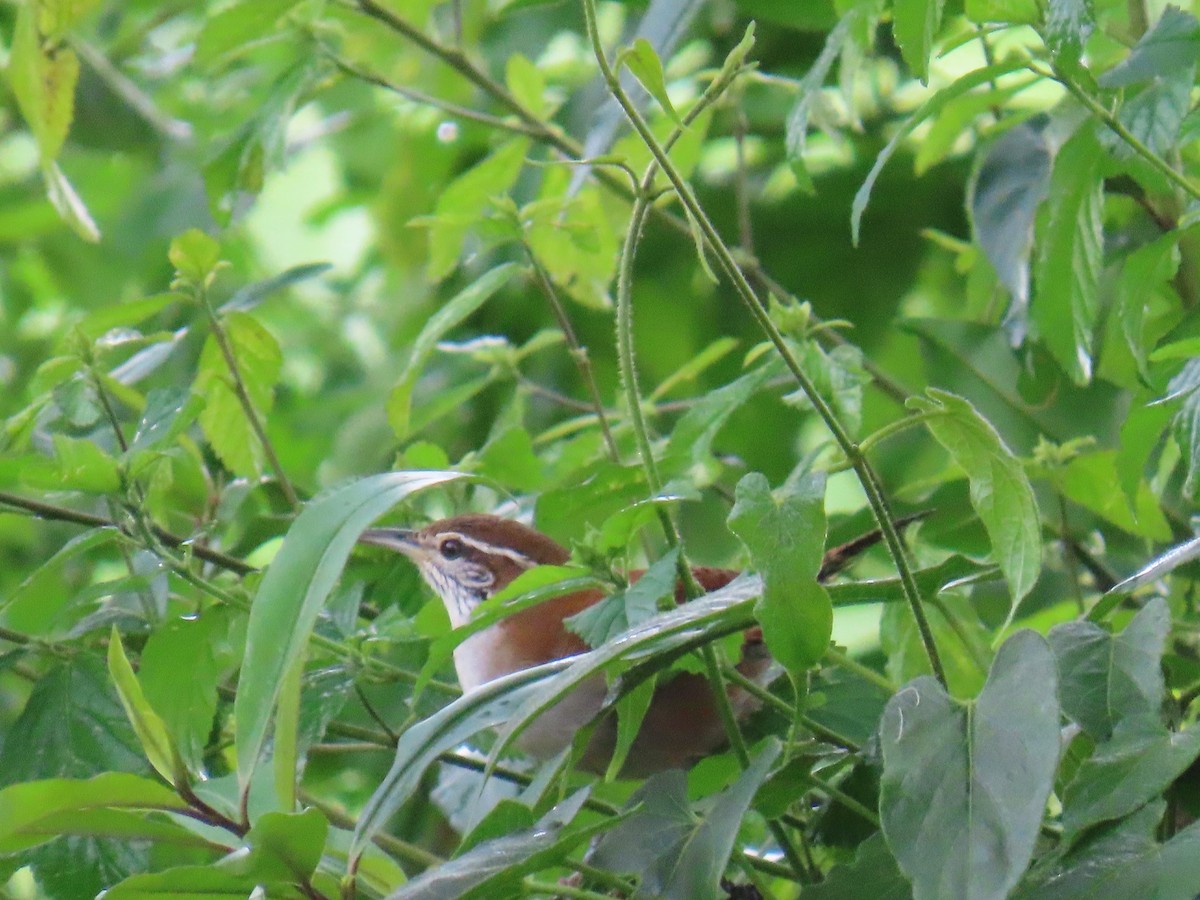 Rufous-and-white Wren - ML626388224