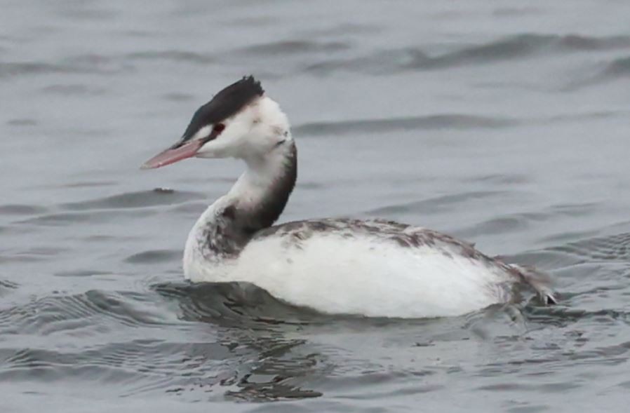 Great Crested Grebe - ML626388226
