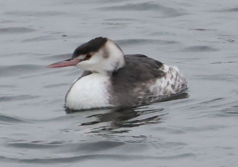 Great Crested Grebe - ML626388227