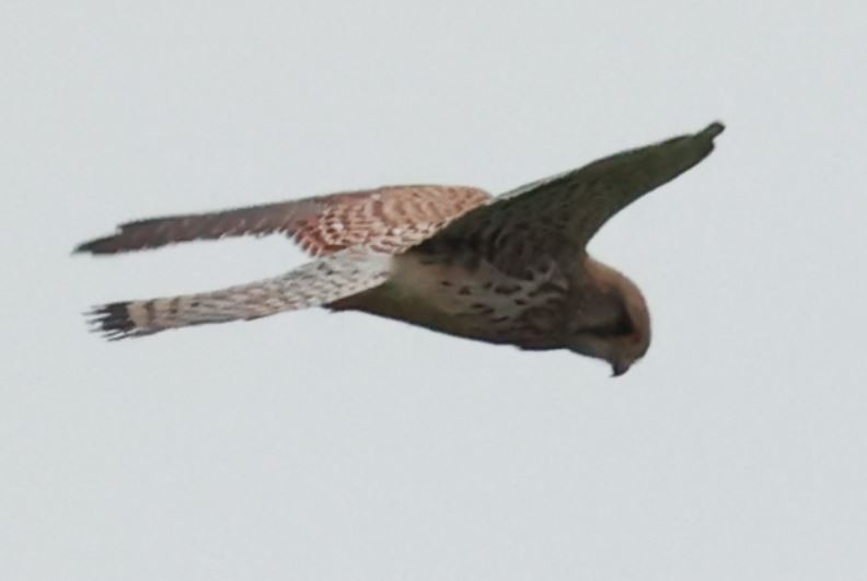 Eurasian Kestrel - ML626388249