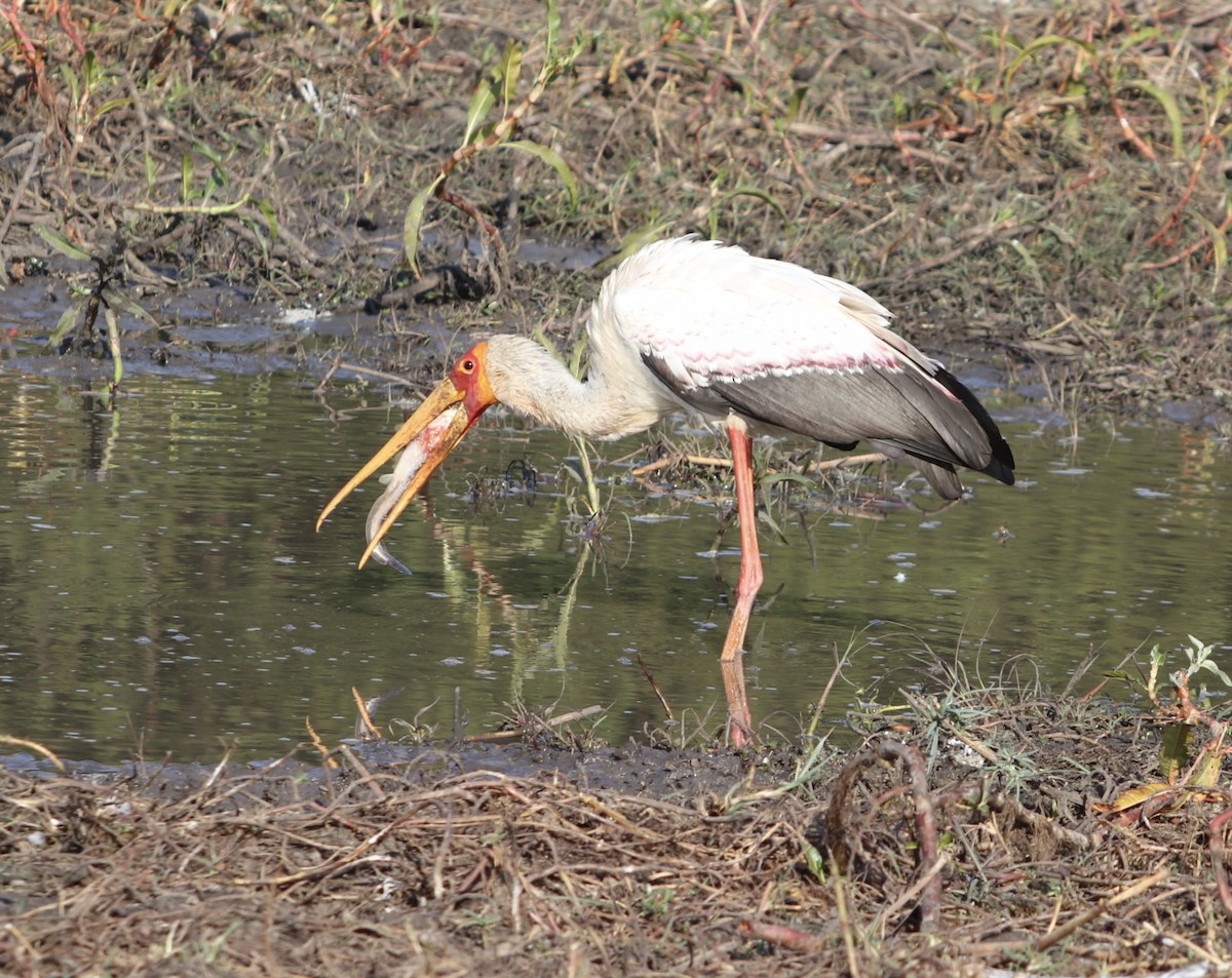 Yellow-billed Stork - ML626388328