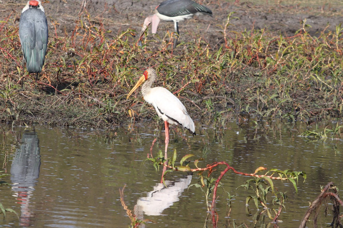 Yellow-billed Stork - ML626388331