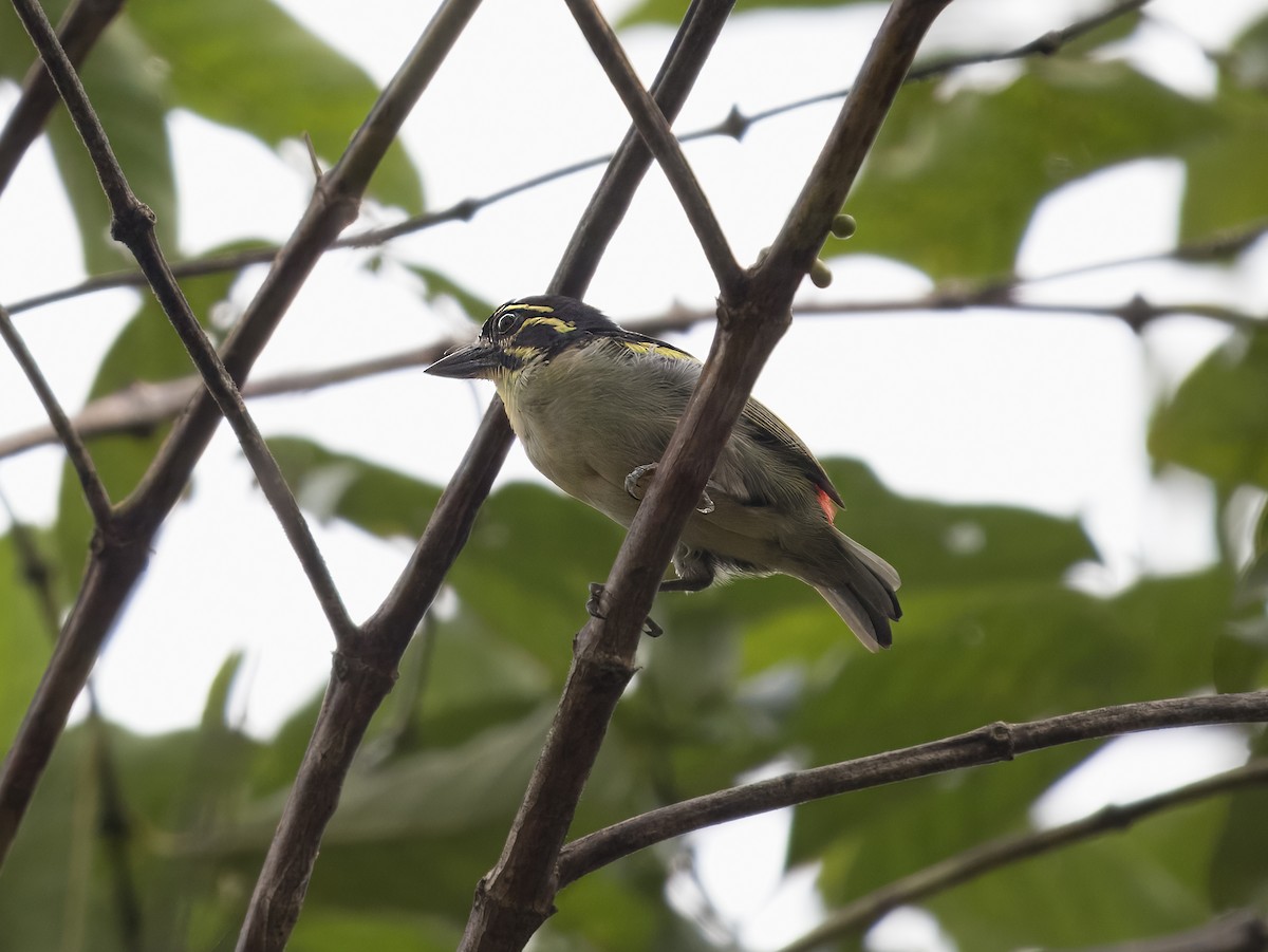 Red-rumped Tinkerbird - ML626388439