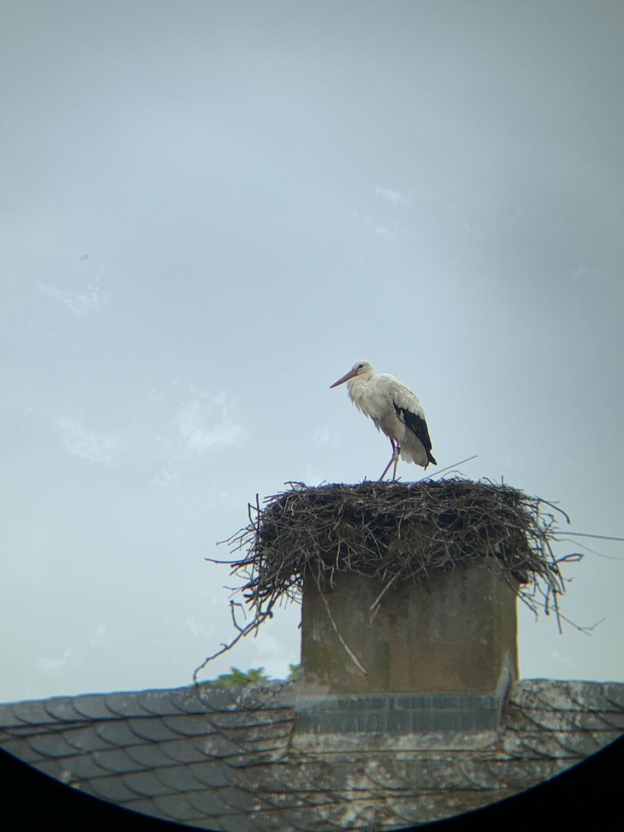 White Stork - ML626388503