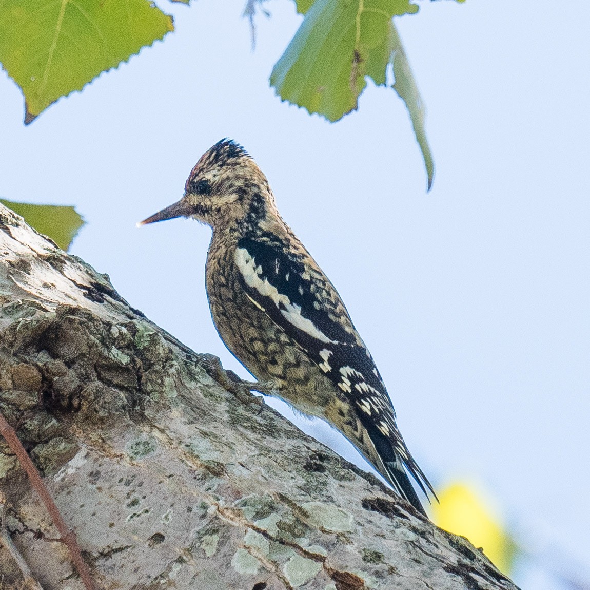 Pic maculé - ML626388739