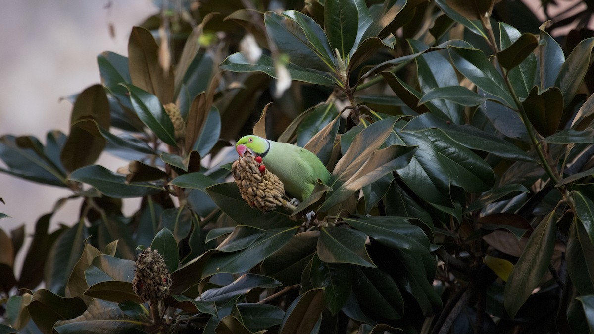 Perruche à collier - ML626388767