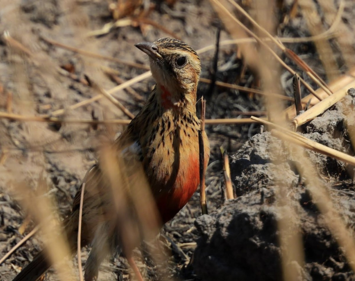 Rosy-throated Longclaw - ML626388789