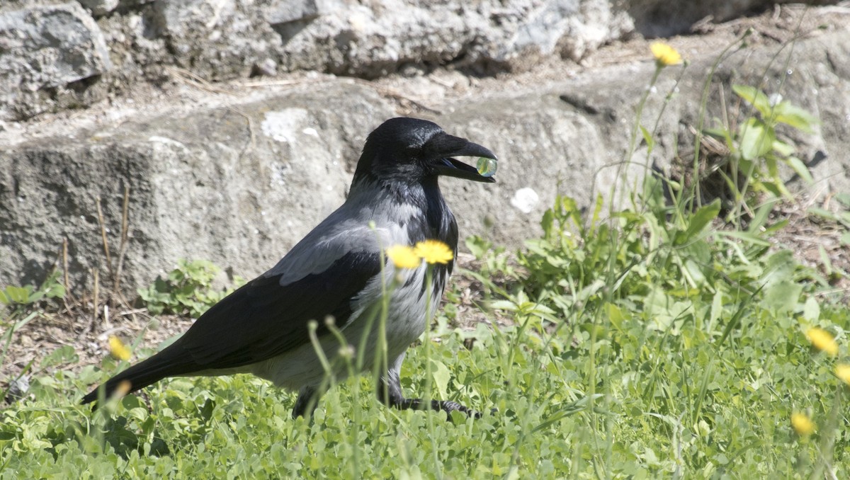Corneille mantelée - ML626388932