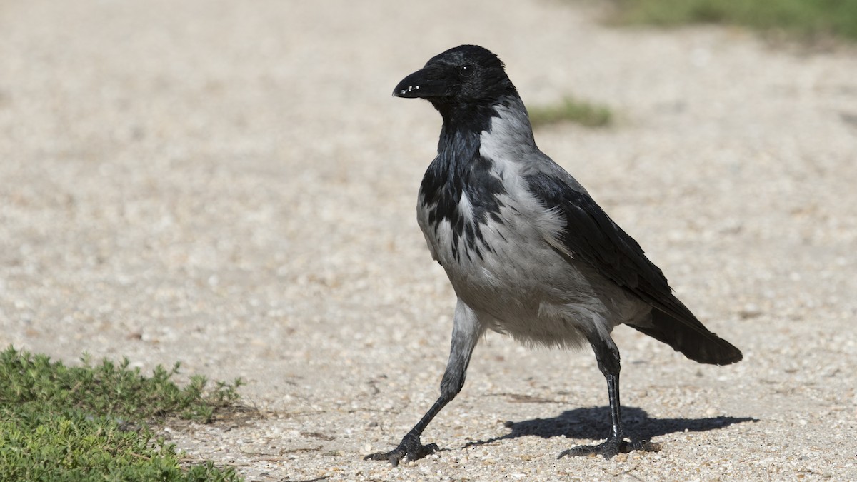 Corneille mantelée - ML626388933