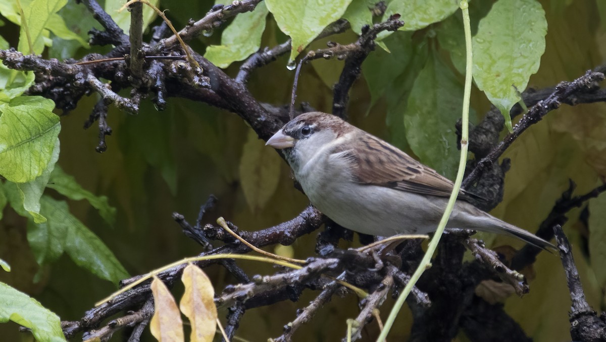 Moineau cisalpin - ML626388940