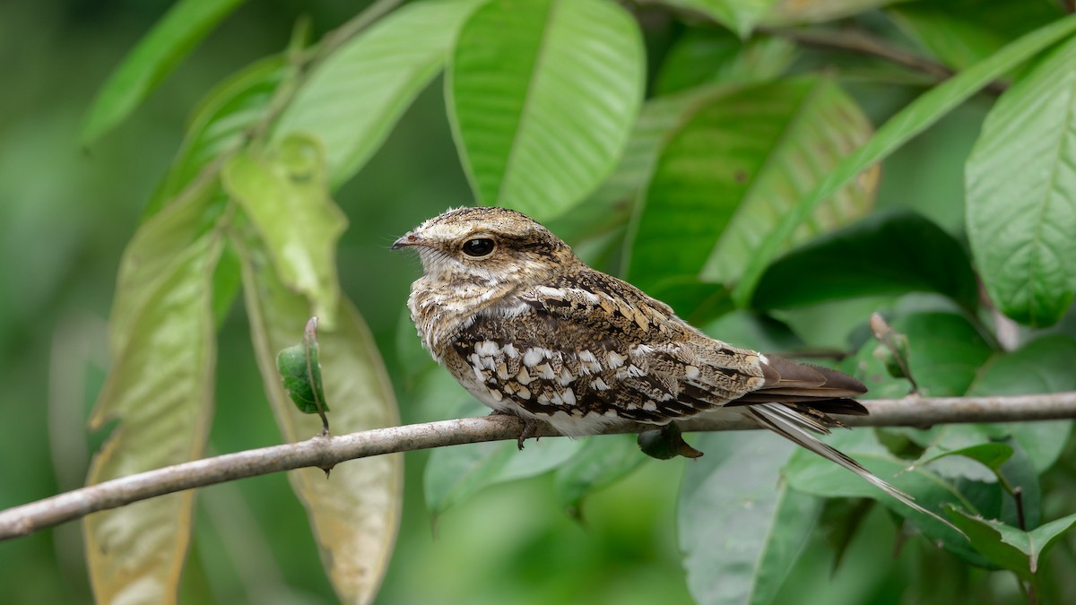 Ladder-tailed Nightjar - ML626389072