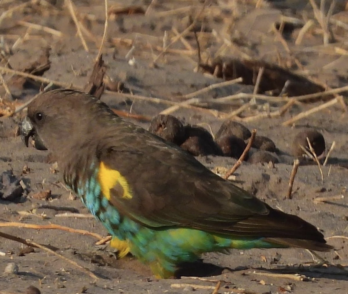 Meyer's Parrot - ML626389098