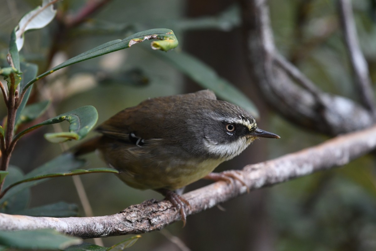 White-browed Scrubwren (White-browed) - ML626389350