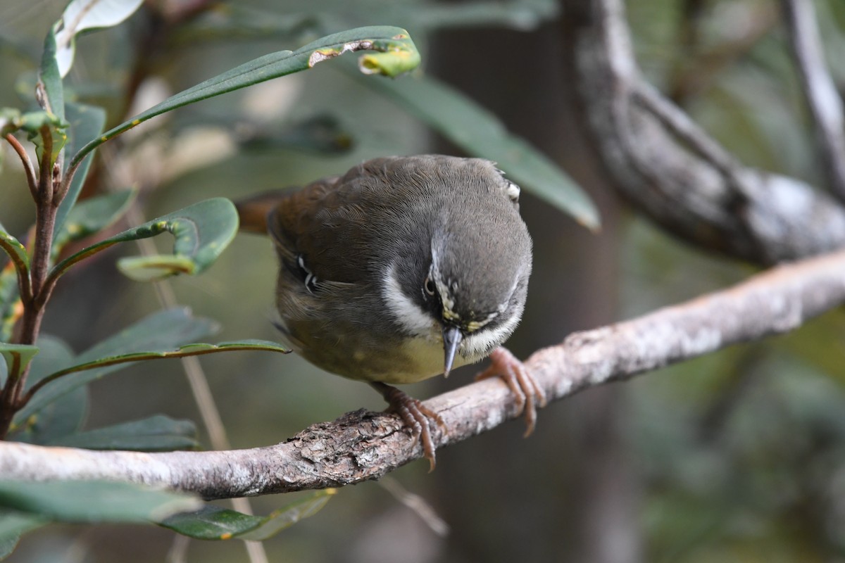 White-browed Scrubwren (White-browed) - ML626389351