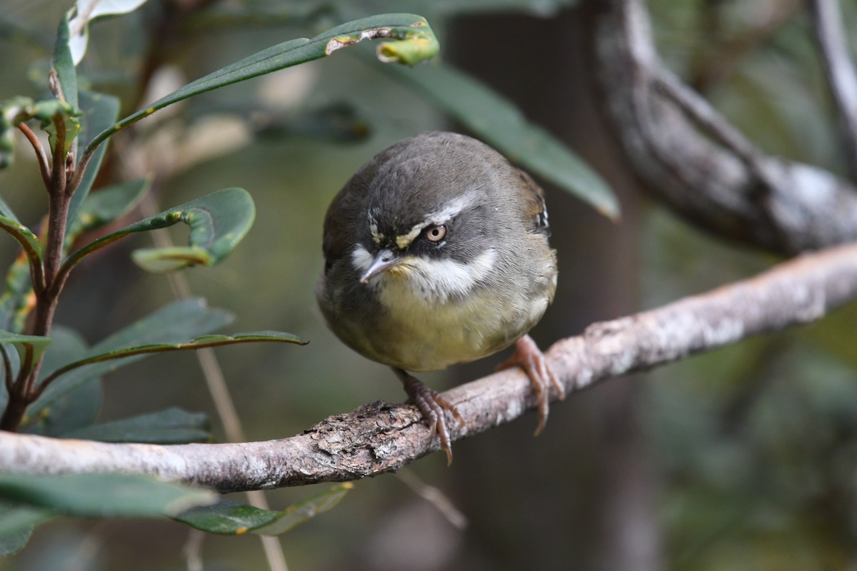 White-browed Scrubwren (White-browed) - ML626389352