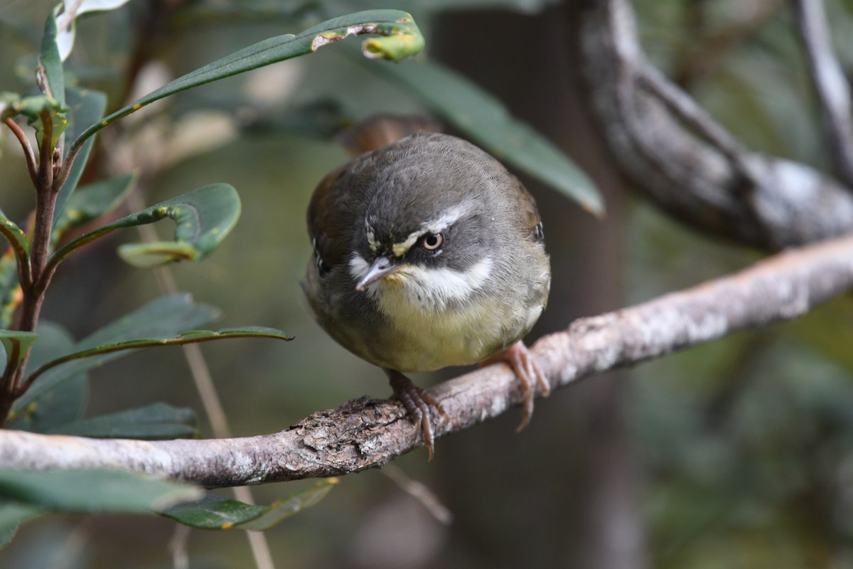 White-browed Scrubwren (White-browed) - ML626389354