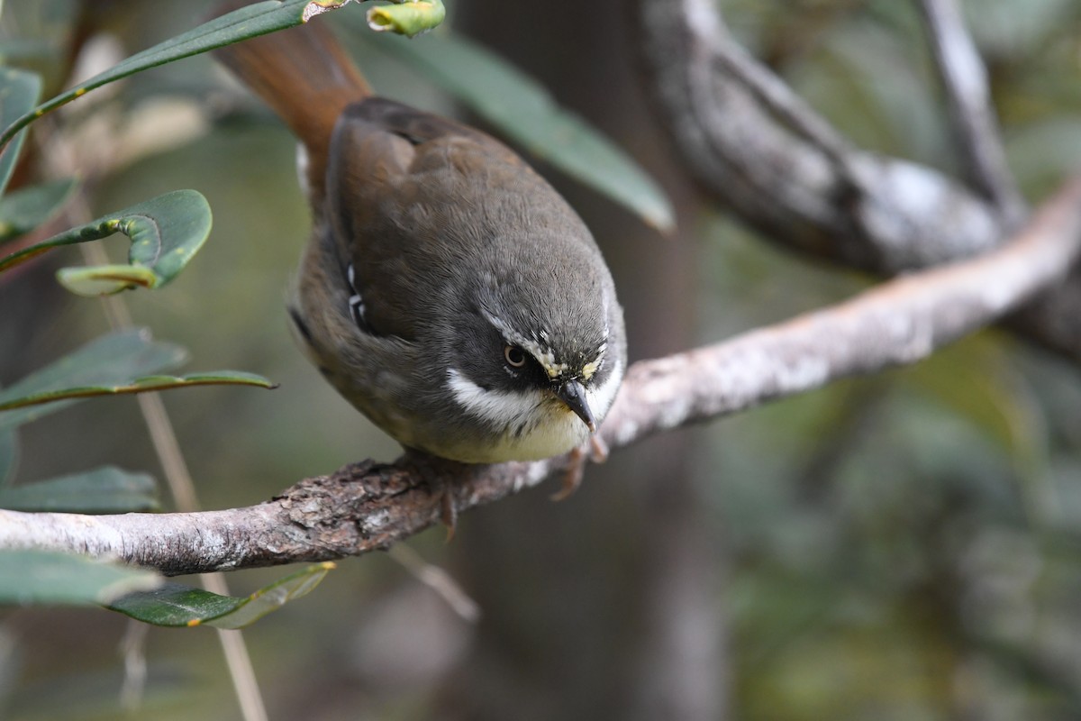 White-browed Scrubwren (White-browed) - ML626389355