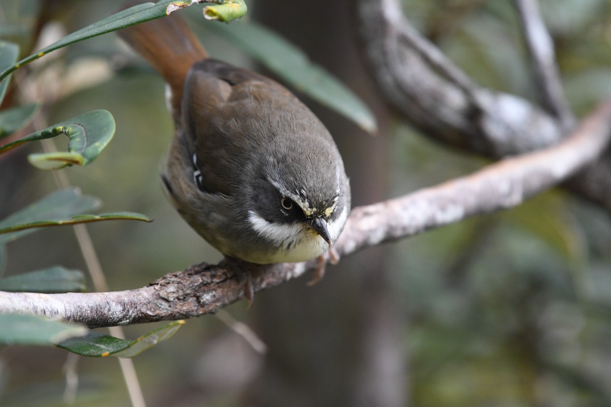 White-browed Scrubwren (White-browed) - ML626389359