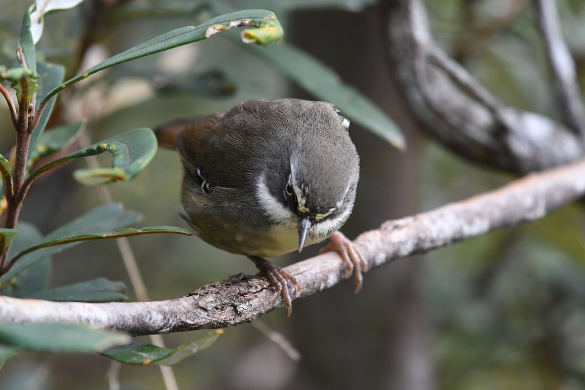 White-browed Scrubwren (White-browed) - ML626389360