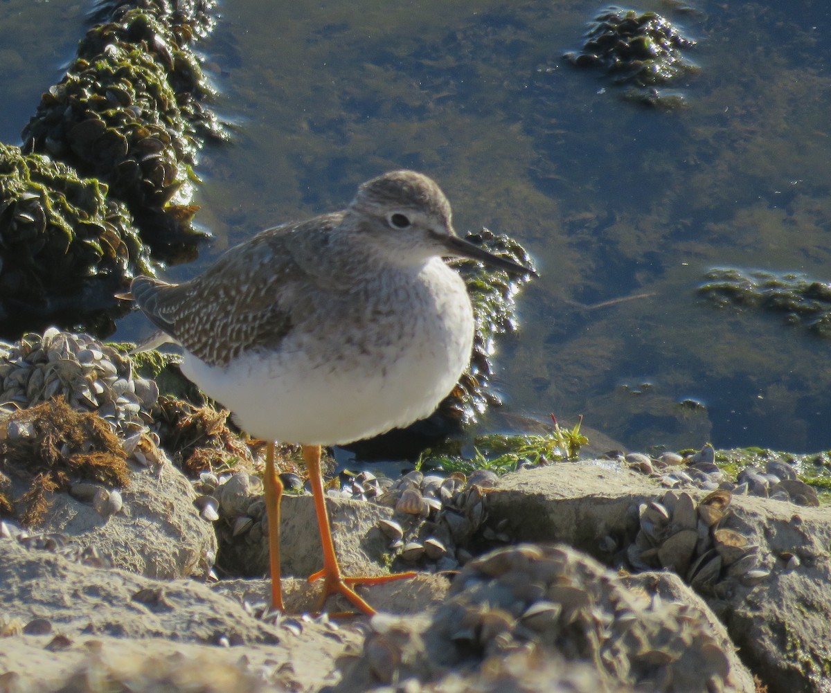Lesser Yellowlegs - ML626389471