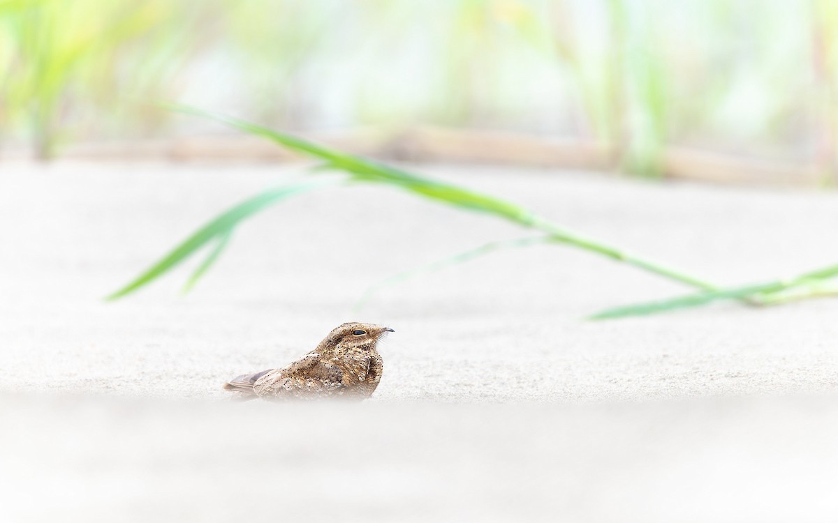 Ladder-tailed Nightjar - ML626389536