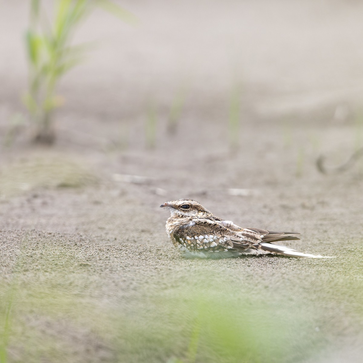 Ladder-tailed Nightjar - ML626389569