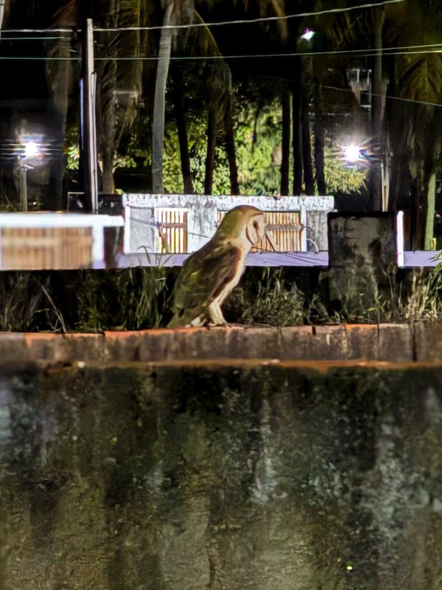 American Barn Owl - ML626389593