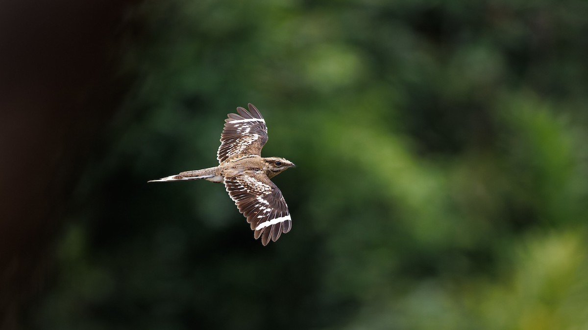 Ladder-tailed Nightjar - ML626389602