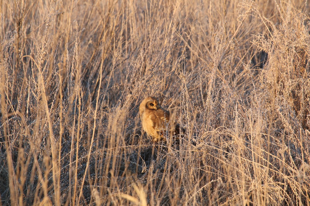 Hibou du Cap - ML626389690