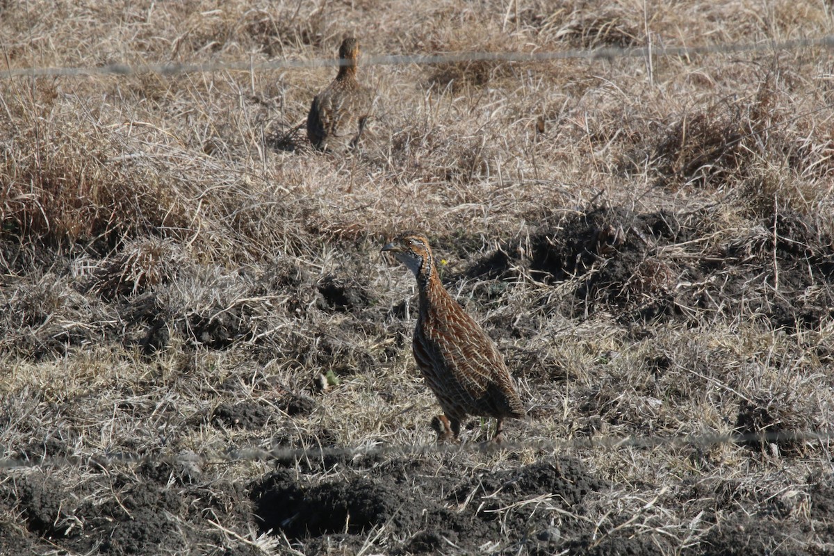 Orange River Francolin - ML626389808