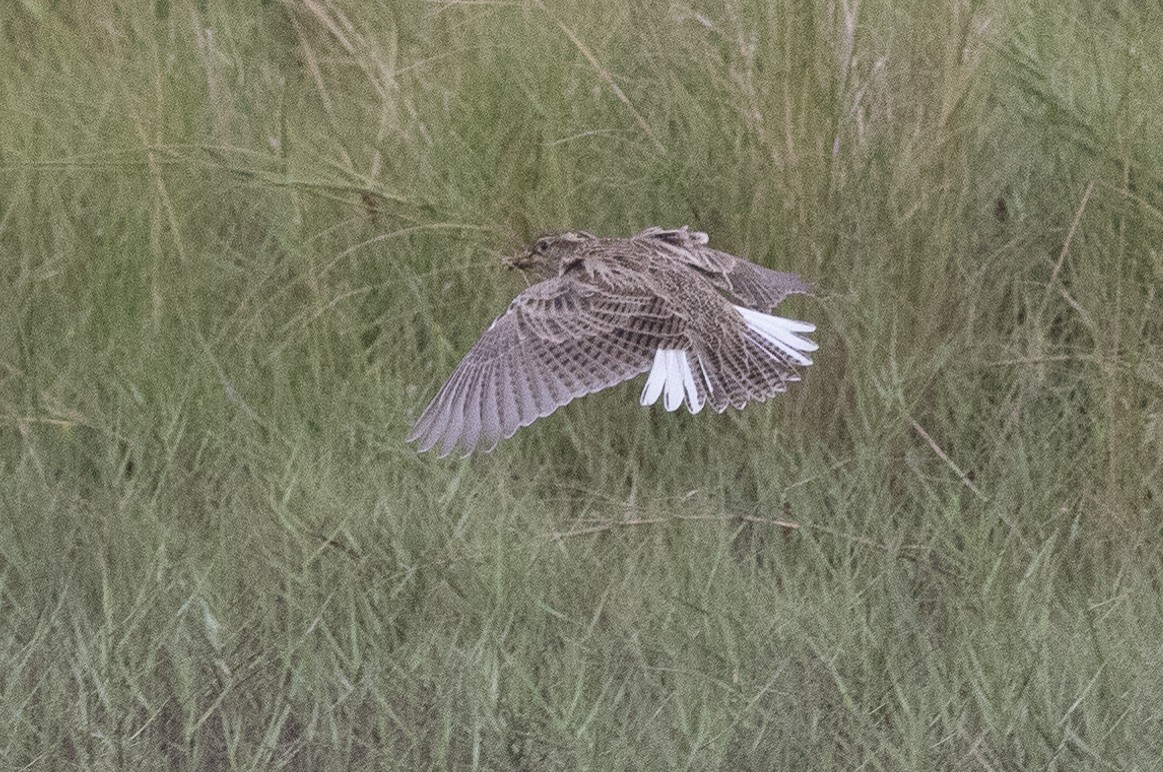 Western Meadowlark - ML626390100