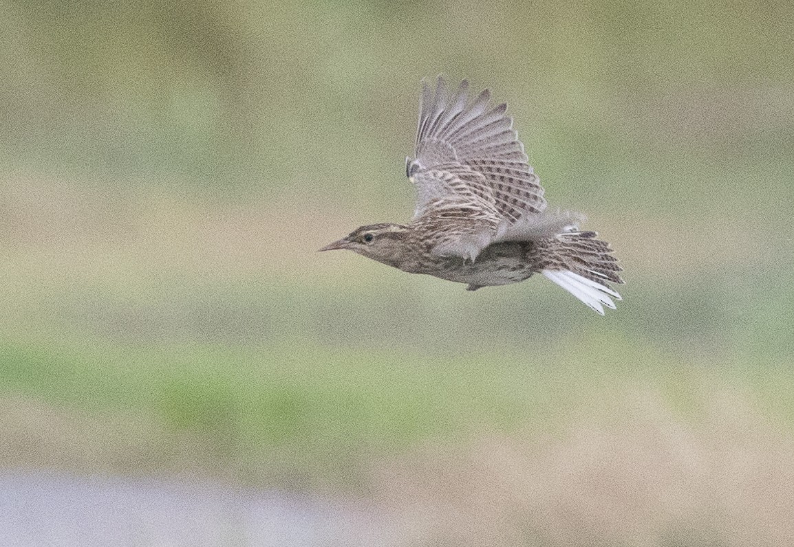 Western Meadowlark - ML626390101