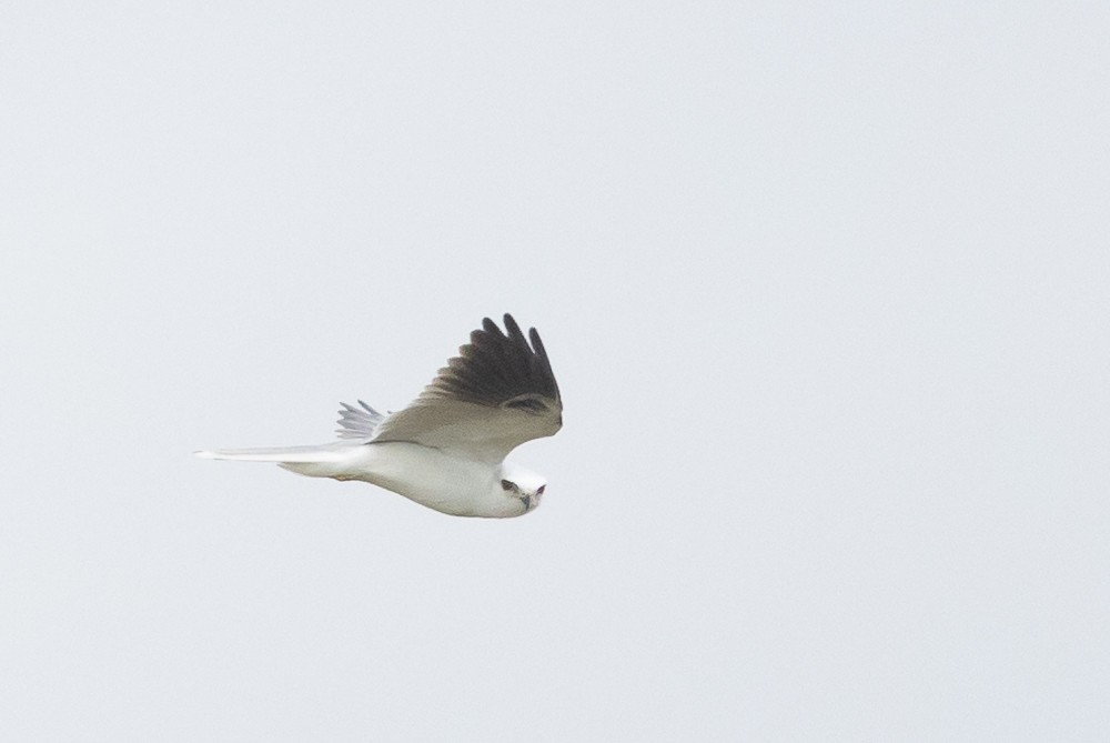 White-tailed Kite - ML626390192