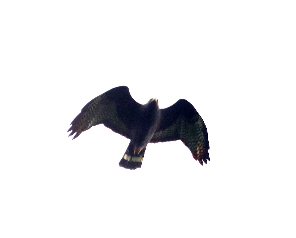 Zone-tailed Hawk - ML626390195