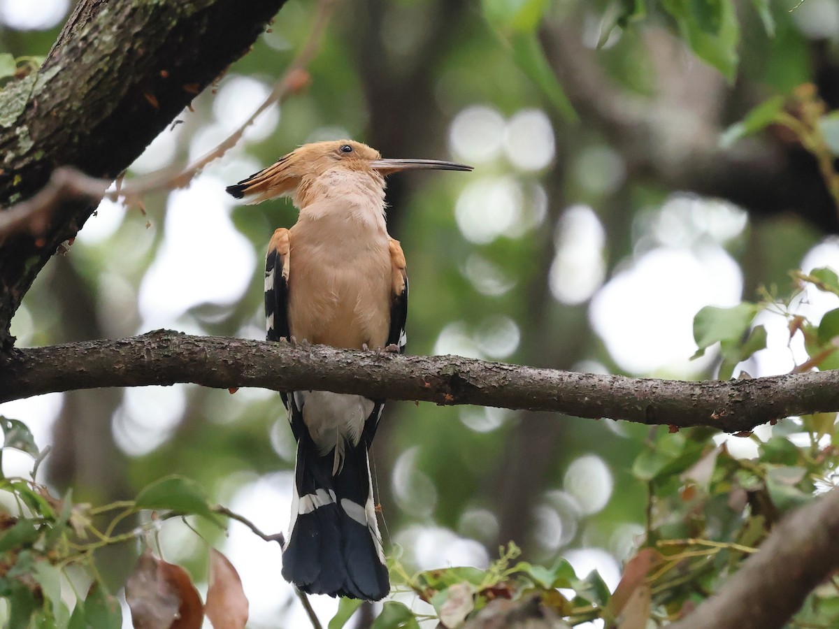 Madagascar Hoopoe - ML626390214