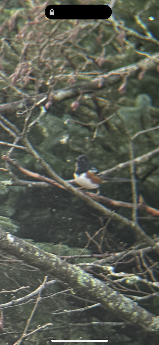 Spotted Towhee - ML626390324