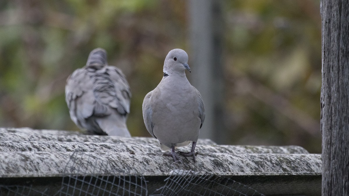 Tourterelle turque - ML626390642