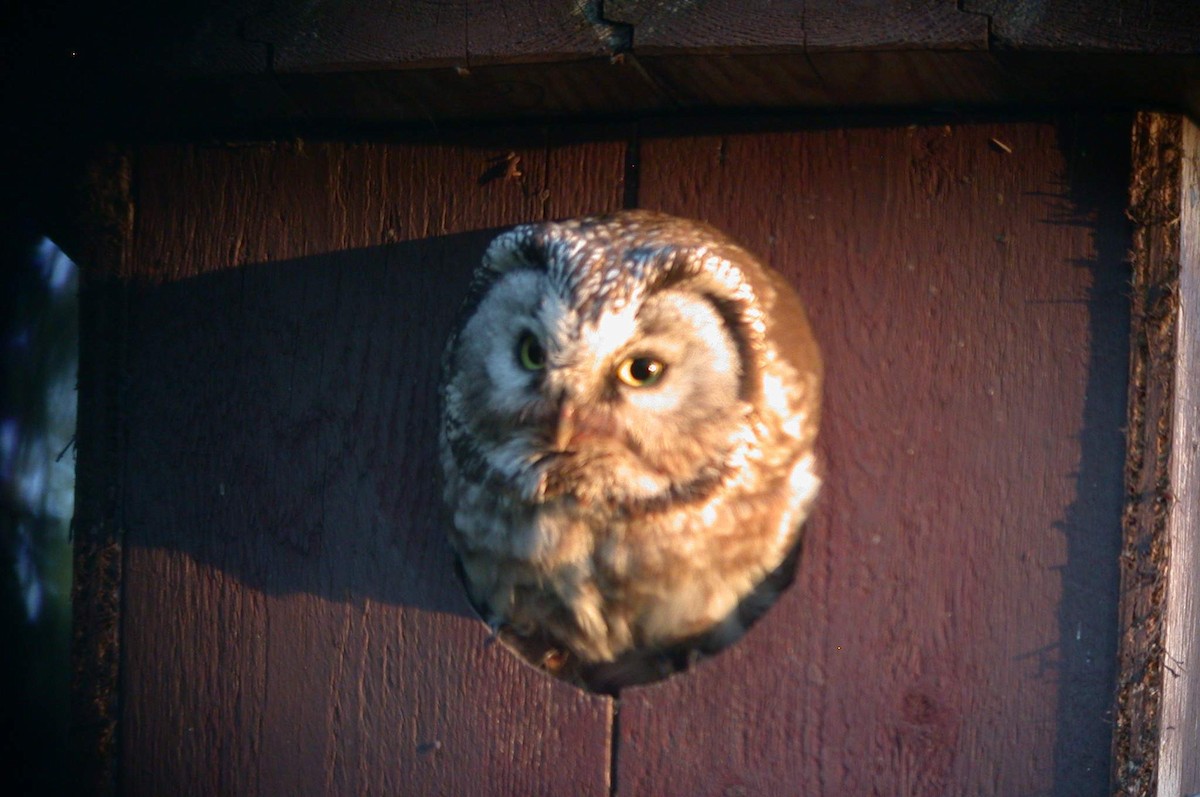 Boreal Owl - ML626390680